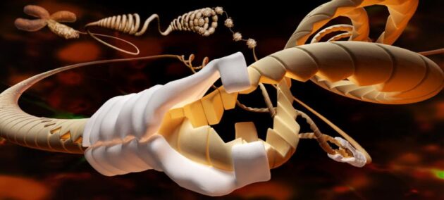 Illustration médicale